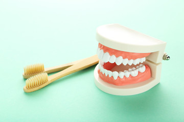 Wall Mural - Teeth model with toothbrushes on mint background