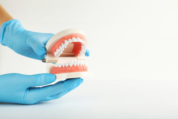 Wall Mural - Teeth model in dentist hands on grey background