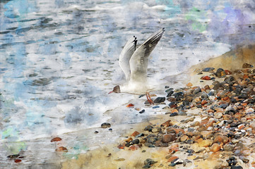  digital illustration of seagull flying over the baltic sea waves looking for food. Water colors.