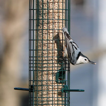 White-breasted Nuthatch With Seed Mouth
