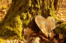 Funeral Heart Sympathy Or Wooden Funeral Heart Near A Tree. Natural Burial Grave In The Forest. Heart On Grass Or Moss. Tree Burial, Cemetery And All Saints Day Concepts