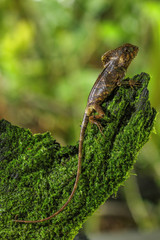 Female smooth helmeted iguana (Corytophanes cristatus) sitting on a stump