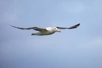 Canvas Print - Northern royal albatross in flight, Taiaroa Head, Otago Peninsula, New Zealand