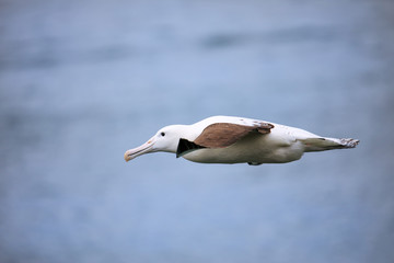 Canvas Print - Northern royal albatross in flight, Taiaroa Head, Otago Peninsula, New Zealand