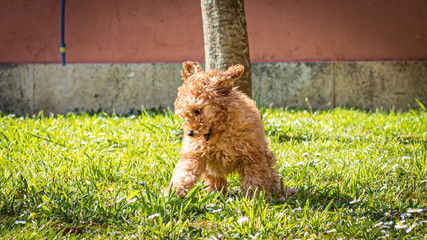 Wall Mural - poodle