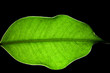 leaf lamina or leaf blade macro