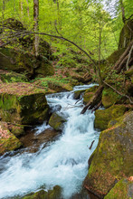 Rapid Water Flow Among The Forest. Trees In Fresh Green Foliage. Beautiful Nature Scenery In Spring