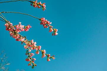 Cherry blossom (Sakura)