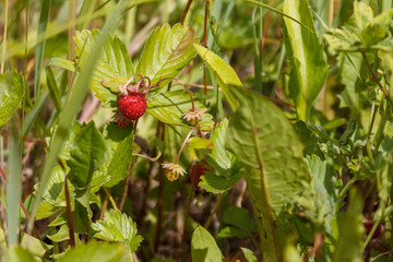 ripe red juicy sweet berry of wild strawberry field close-up, forest berries