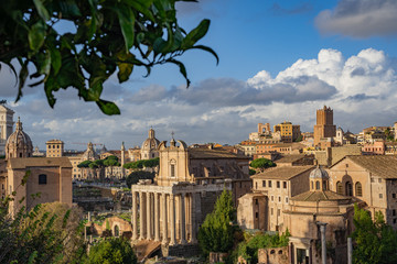 Wall Mural - The Forum in Rome Italy