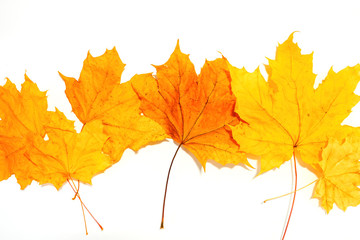 yellow maple leaves on a white background, top view.