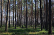las w Polsce