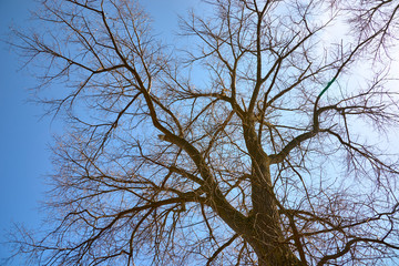 Wall Mural - tree without leaves against the sky