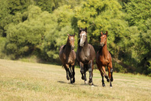 Three Young Horses Galloping On Pasture In Sunny Summer Day. Stallions In Freedom On Meadow.
