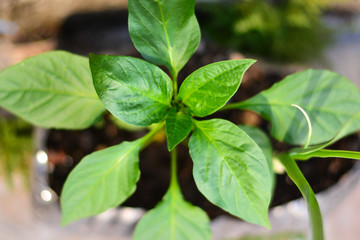 bell pepper plant