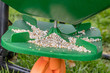 Closeup of lawn fertilizer spreader with granules of weed killer herbicide, urea nitrogen and potash