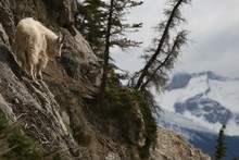 White Goat On The Cliff Next To Several Trees On The Mountain In Banff And Jasper National Parks