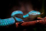 Fototapeta Zwierzęta - The Close Up Look of Venomous Viper Snake - Animal Reptile Photo Series