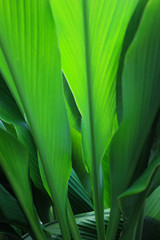 Green leaf beautiful. Nature and fresh background with copy space for text.