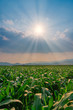 © lamyai - Corn field in agricultural garden and light shines sunset, Vertical image