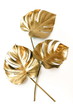 Gold leaf isolated on a white background  top view. Golden monstera leaves texture. abstract poster.