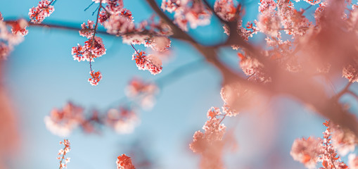 Wall Mural - perfect nature background for spring or summer background. pink cherry flowers and soft blue sky as 