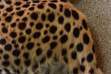 Feathers And Black Polka Dots On Cheetah