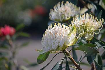 Australian native white Waratah, Telopea speciosissima, family Proteaceae. Shady Lady variety. Waratahs are endemic to New South Wales. Hardy, drought tolerant plant.