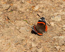 Brown Orange Butterfly Red Admiral (Vanessa Atalanta) Sitting On The Ground