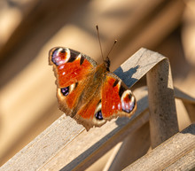 Peacock Butterfly (Aglais Io) Sitting Opened On Dry Reed Leaf