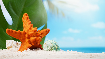 Wall Mural - Starfish with seashells on sand beach and blurred beach background summer time concept.