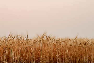 Naklejka na meble A beautiful view of the beautiful barley field in the morning is a rare view in the summer, and the golden barley field is a barley field cultivated for making alcoholic beverages.
