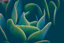Natural Succulent Plant Photograph