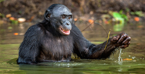 Canvas Print - Smiling Bonobo in the water. Natural habitat. The Bonobo ( Pan paniscus), called the pygmy chimpanzee. Democratic Republic of Congo. Africa