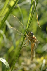 Dragonfly in their natural environment 