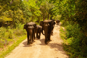 Free wild elephants at the Minneriya National Park, Sri Lanka. Elephant herd walking passing unsealed path before they walk back in the bush of the rainforest. Wildlife safari in the natural reserve