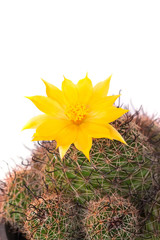Wall Mural - cactus flowers on a white background
