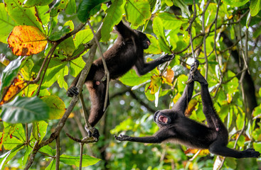 Poster - The Celebes crested macaques on the tree. Crested black macaque, Sulawesi crested macaque, sulawesi macaque or the black ape. Natural habitat. Sulawesi Island. Indonesia.