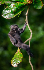 Poster - The Cub of Celebes crested macaque on the tree.  Crested black macaque, Sulawesi crested macaque, or the black ape. Natural habitat. Sulawesi Island. Indonesia.