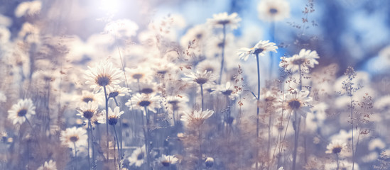 Wall Mural - chamomile flowers in the field against the blue sky in the sunlight, border. beautiful spring natura