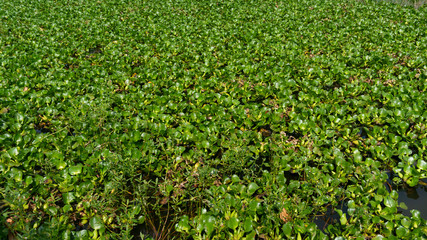 Wall Mural - water hyacinth in a pond, one natural weed