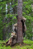 Fototapeta Zwierzęta - She-bear and bear cubs in the summer pine forest. Brown bear  cub climbing on tree in summer forest. Scientific name: Ursus arctos. Natural habitat.