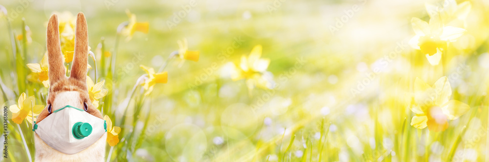 Easter Bunny wearing a protective mask against bright background with daffodils - obrazy, fototapety, plakaty 