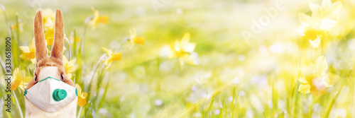 Easter Bunny wearing a protective mask against bright background with daffodils Poster Mural XXL