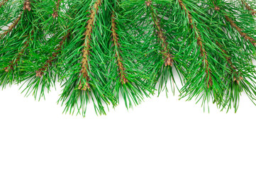 Pine branches on white background