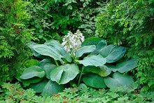 Majestic Hosta With Blue Leaves "Blue Angel" In The Garden.