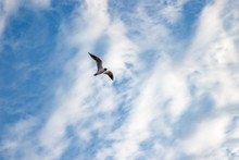 A Flying Seagull In The Blue Cloudy Sky