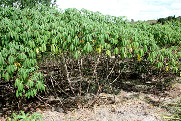 Cassava harvesting for flour production