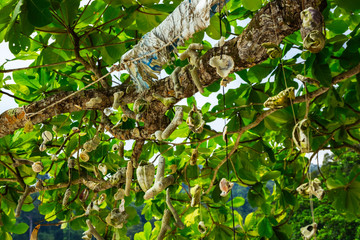 Canvas Print - Coral hanging a tree on the beach at against beautiful nature of Nipah Bay at Pangkor Island, Malaysia