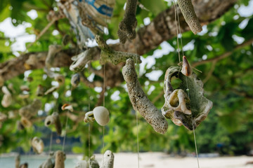 Wall Mural - Coral hanging a tree on the beach at against beautiful nature of Nipah Bay at Pangkor Island, Malaysia